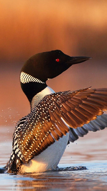 Loon , Spectacular loon, Flying, Mysterious HD phone wallpaper