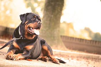 A Rottweiler laying on the ground, outdoors on a sunny day. HD wallpaper