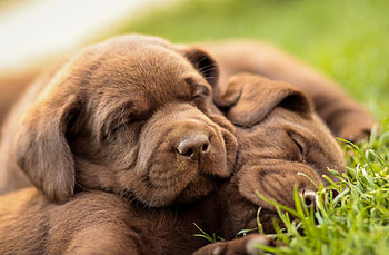 Dogs, sweet, puppies, cute, beautiful, playful, playful dog, puppy, pretty, animals, face, lovely HD wallpaper