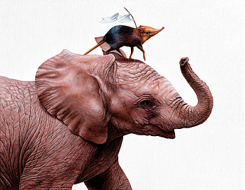 Pygme up, jacub gagnon, animal, white, painting, art, elephant, pictura, cute HD wallpaper