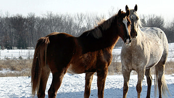 Beautiful Horses, majestic, animal, horse, gorgeous, beautiful, spirited, special, beauty, horses, hop, , amazing HD wallpaper