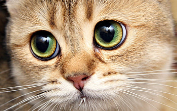 Animals, Cats HD wallpaper