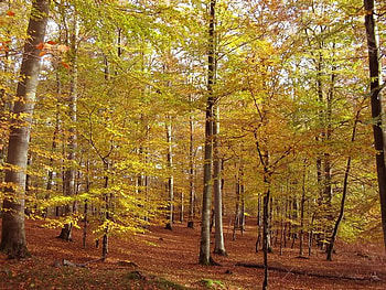 Light Autumn Day, trees, autumn, colors, leaves HD wallpaper