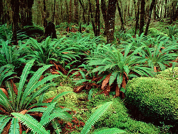 Nature, Fern, Forest, Vegetation, Greens, Diversity, Variety HD wallpaper