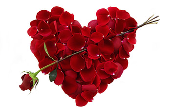Plants, Flowers, Roses, Hearts, Objects HD wallpaper