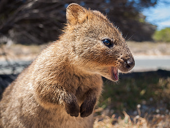 Quokka controversy, Tourism incident, Animal cruelty, Environmental conservation HD wallpaper