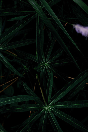 Nature, Leaves, Plant, Dark, Close-Up HD phone wallpaper