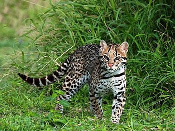 Spotted cat, kitten, spot, cat, nature, grass, feline HD wallpaper