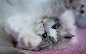 Cat, animal, kitten, kitty HD wallpaper