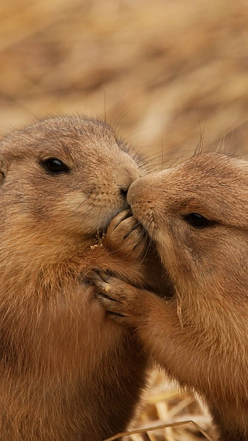 Prairie Dogs, Wild animals, Beautiful HD phone wallpaper