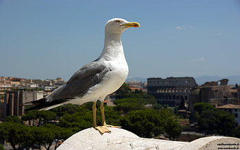 Seagull in , Ultra , Stunning bird , Coastal marvel HD wallpaper