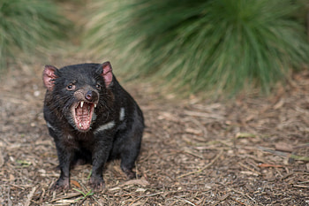 Ballarat Wildlife Park, Tasmanian Devil exhibit, Wildlife park attraction, Australian wildlife HD wallpaper