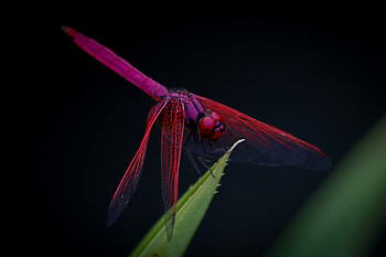 Macro, Insect, Dragonfly, Trithemis Aurora HD wallpaper