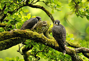 birds, branch, green, tree HD wallpaper