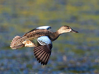 Flying Duck, flying, duck, beautiful HD wallpaper