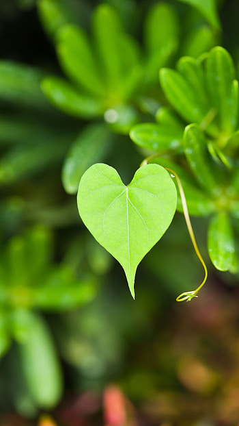 Green Heart, Heart Shape Leaf HD phone wallpaper