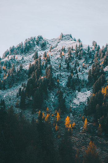 Landscape, Nature, Trees, Snow, Mountain, Slope HD phone wallpaper