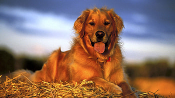 Animals, To Lie Down, Lie, Dog, Rest, Relaxation, Labrador, Hay HD wallpaper