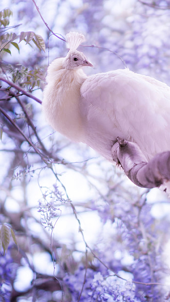 White peacock, Samsung Galaxy, Beautiful bird, High-definition HD phone wallpaper