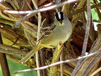 White Crown Sparrow, crown, white, bird, sparrow HD wallpaper