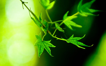 Plants, Leaves HD wallpaper