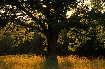 Tree, trees, nature HD wallpaper