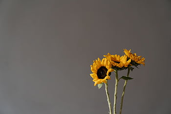 Elegant minimalistic composition of sunflowers against a neutral backdrop. HD wallpaper