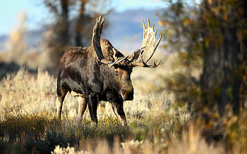 Enigmatic moose, Wilderness beauty, Nature's portrait, Striking visuals HD wallpaper