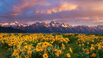 Teton Mountains, usa, wyoming, clouds, landscape, flowers, sky, sunset HD wallpaper