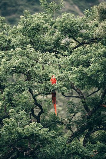 Animals, Parrots, Bird, Macaw, Exotic HD phone wallpaper