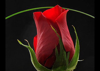 Red Rose, beautiful HD wallpaper