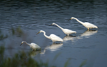 Egrets, birds, water, animals HD wallpaper