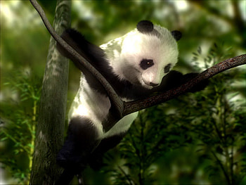 Animals, Bears, Pandas HD wallpaper