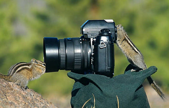 Amateur grapher and Subject, trees, chipmunks, animals, camera HD wallpaper