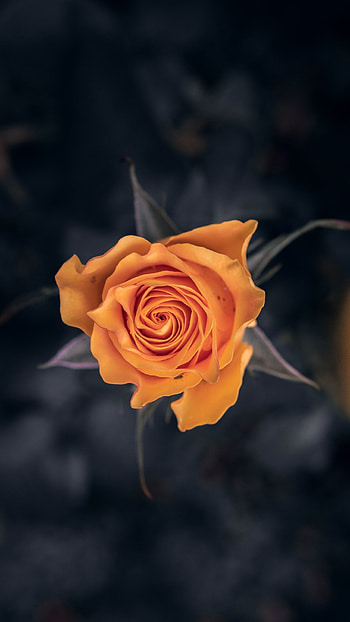 Flowers, Flower, Macro, Rose Flower, Rose, Close-Up HD phone wallpaper