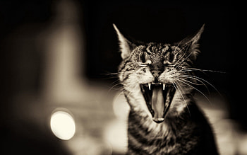 Animals, Cat, Bw, Chb, To Yawn, Yawn, Scream, Cry HD wallpaper