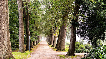 Misty morning at the lake, northern Germany, trees, alley, water, park HD wallpaper