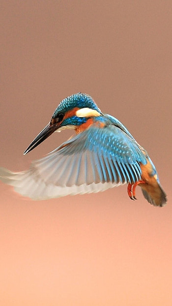 Flapping kingfisher bird, 6, Colorful bird, Beautiful HD phone wallpaper