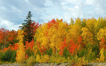 Nature, Trees, Sky, Autumn, Birches, Colors, Color, Shades, Ate, Variety, Diversity HD wallpaper
