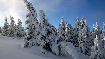 Heavy Snowfall, winter, snow, trees, sky, nature, storm HD wallpaper