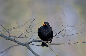 Common Blackbird, Birds in sandfort, Natural habitat, Feathered creature HD wallpaper