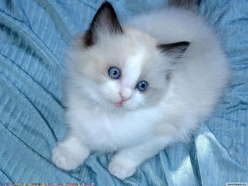 I LOVE YOU, cute, adorable, friendly HD wallpaper