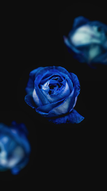 Flower, Macro, Rose Flower, Rose, Bud HD phone wallpaper