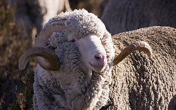 Animals, Wool, Ram, Merino, Horned HD wallpaper