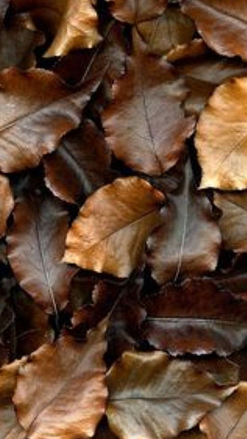 Brown, Brown Leaf HD phone wallpaper