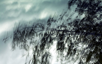Nature, Traffic, Movement, Blur, Branch, Wind HD wallpaper