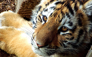 Animals, Young, Tiger, Joey, Small, Kind, Tiger Cub HD wallpaper