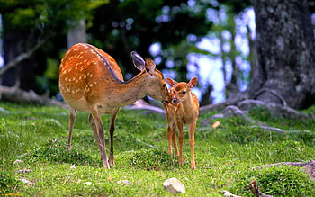I love you my deer, white, brown, fawn, deer, doe, forest, spotted HD wallpaper