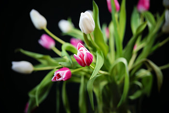 Tulip, leaves, flowers, blur, Bouquet HD wallpaper