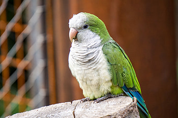 Animals, Parrots, Bird, Color, Kalita HD wallpaper
